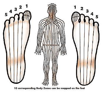 Reflexology Zones in Human Body