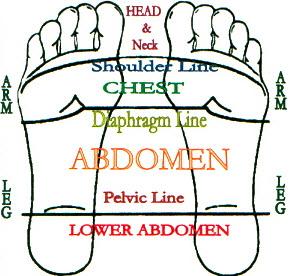 Reflexology Zones in Human Body