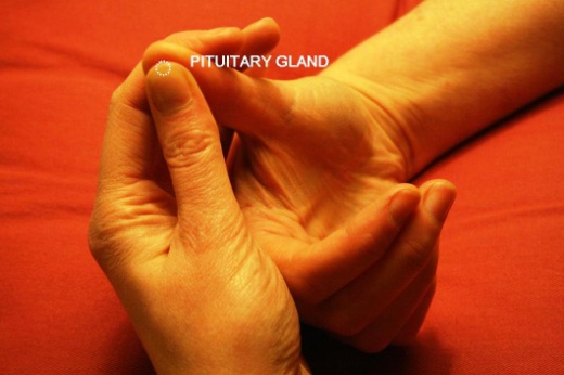 Pituitary Gland