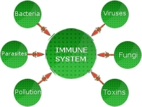 immune-system