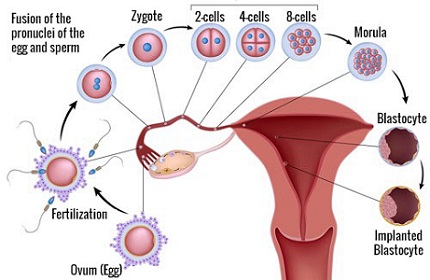 Acupressure Points to Improve Fertility in Women