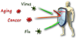 improves-immune-system