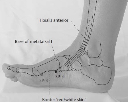 Sp4 acupuncture point