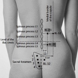 Bladder 23