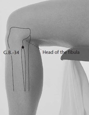 GB34 acupuncture point