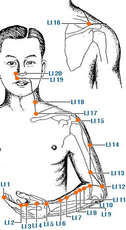 Large Intestine 12