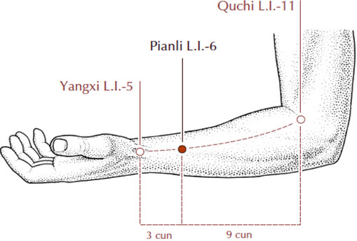 Large Intestine 6