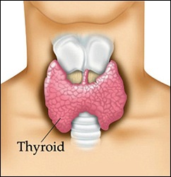 thyroid