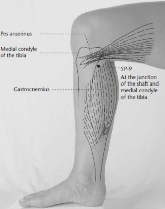 SP 9 acupressure point