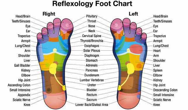 Reflexology Foot Chart