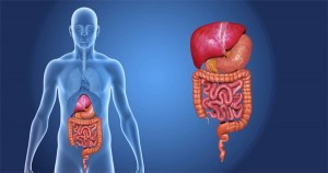 large & small intestine
