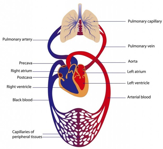circulatory-system