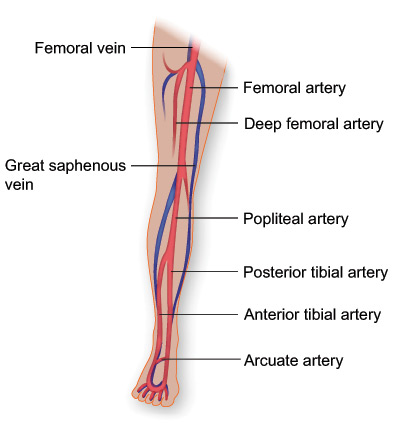 poor-circulation-in-the-legs