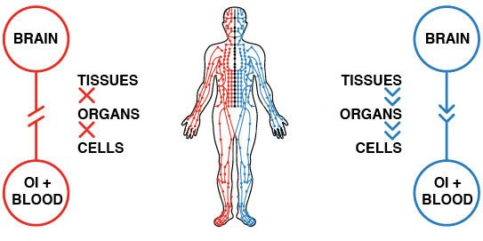 balancing-the-Qi-in-organs