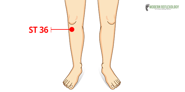  ST36 - Leg Three Li Acupuncture Point