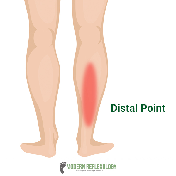 Lower Leg Reflexology Chart