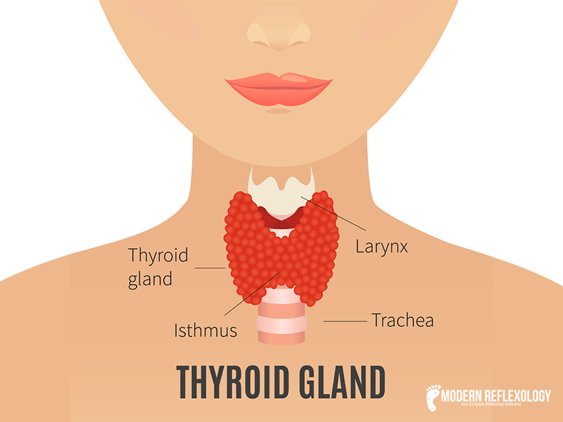 Reflexology Chart Thyroid