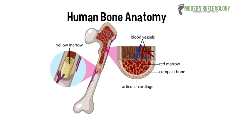 Improves Bone Blood Supply